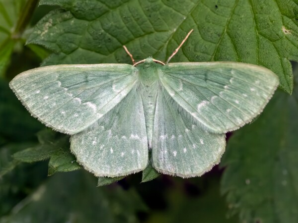 Emeralds