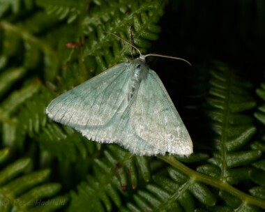 grassemerald060714 Grass Emerald Smeale, Isle of Man