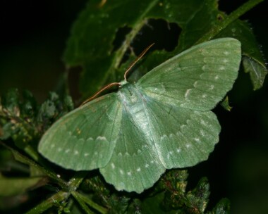 largeemerald250721 Large Emerald West Baldwin, Isle of Man