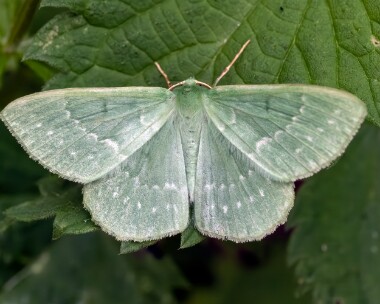 largeemerald290623 Large Emerald Fersit, Scotland