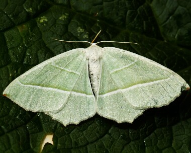 lightemerald080712 Light Emerald Braddan, Isle of Man