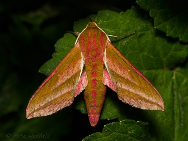 Hawkmoths
