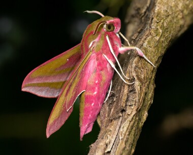 elephant240526bs Elephant Hawk-moth Ballaugh Curraghs, Isle of Man