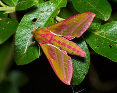 elephanthawkmoth280517 Elephant Hawk-moth Curraghs, Isle of Man