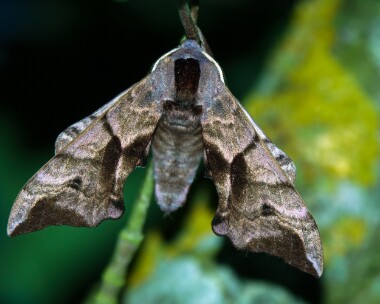 eyedhawkmoth040721 Eyed Hawkmoth Ashmanhaugh, Norfolk