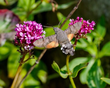 hummingbirdhawk030722 Hummingbird Hawk-moth Marine Drive, Isle of Man
