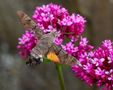 hummingbirdhawk030722b Hummingbird Hawk-moth Marine Drive, Isle of Man