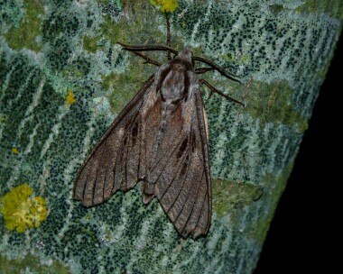 pinehawkmoth080721 Pine Hawkmoth Ashmanhaugh, Norfolk