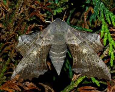poplarhawkmoth150712 Poplar Hawkmoth Braddan, Isle of Man