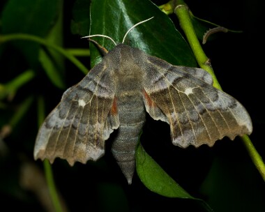 poplarhawkmoth170514 Poplar Hawkmoth Curraghs, Isle of Man
