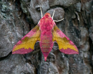 smallelephanthawkmoth270713 Small Elephant Hawk-moth Weeting Heath, Norfolk
