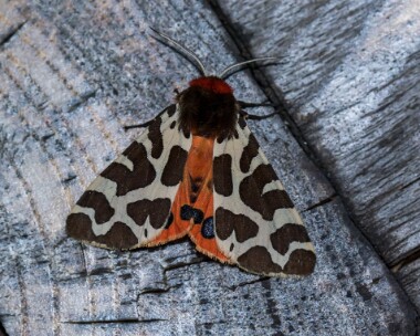 gardentiger030718 Garden Tiger Mull, Scotland