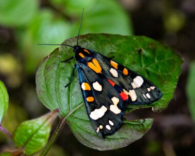 scarlettiger190619 Scarlet Tiger Kingcombe meadows, Dorset