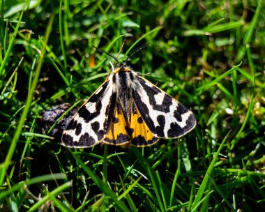 woodtiger190522 Wood Tiger Lankham Bottom, Dorset
