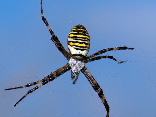 Spiders