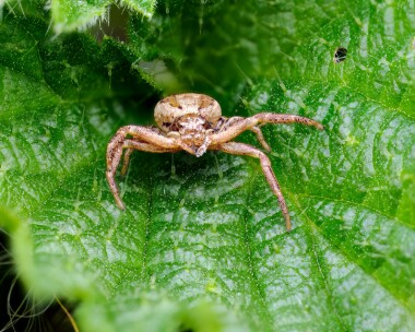 crabspider300324c Common Crab Spider Lakenheath Fen, Norfolk