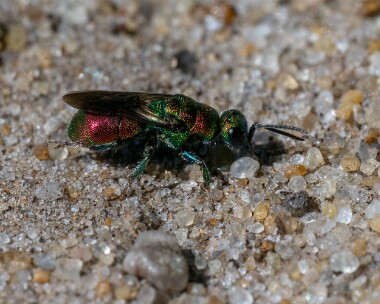 cuckoowasp280626s Cuckoo Wasp Oare Marshes, Kent