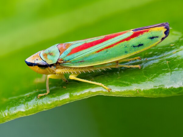 Macro