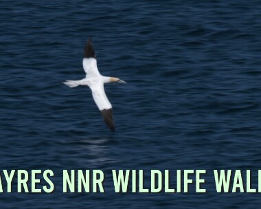 ayrestitle_1.17.1 Ayres NNR Wildlife Walk