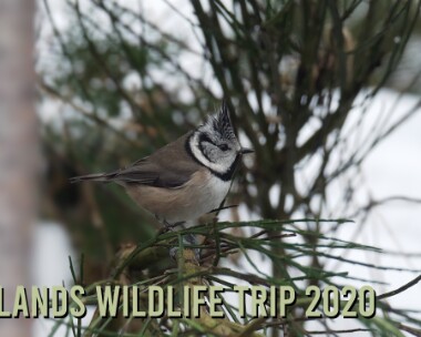 scotmar2020 Highlands Wildlife Trip March 2020