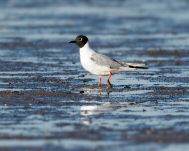 bonapartesgull240624 Bonaparte's Gull Oare Marshes, Kent