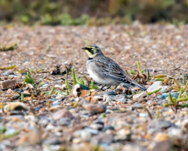 shorelark161018 Shorelark Holme, Norfolk