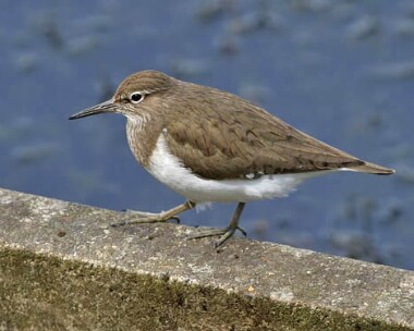 commonsandpiper7
