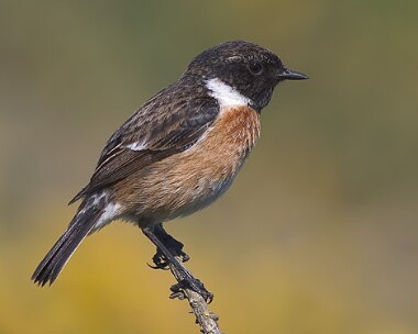 stonechat6