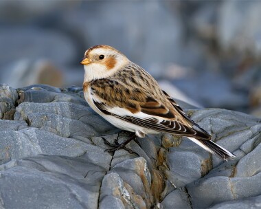 snowbunting080112b Snow Bunting Derbyhaven, Isle of Man