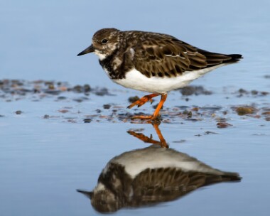 turnstone151012 Turnstone Salthouse, Norfolk